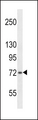 SH2B1 Antibody - SH2B1 Antibody western blot of 293 cell line lysates (35 ug/lane). The SH2B1 antibody detected the SH2B1 protein (arrow).