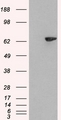 SH2B3 / LNK Antibody - HEK293 overexpressing SH2B3 (RC218359) and probed with (mock transfection in first lane).