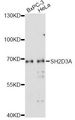 SH2D3A / NSP1 Antibody - Western blot analysis of extracts of various cell lines, using SH2D3A antibody at 1:1000 dilution. The secondary antibody used was an HRP Goat Anti-Rabbit IgG (H+L) at 1:10000 dilution. Lysates were loaded 25ug per lane and 3% nonfat dry milk in TBST was used for blocking. An ECL Kit was used for detection and the exposure time was 180s.
