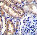 SH2D4A Antibody - SH2D4A Antibody immunohistochemistry of formalin-fixed and paraffin-embedded human kidney tissue followed by peroxidase-conjugated secondary antibody and DAB staining.