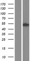 SH2D4A Protein - Western validation with an anti-DDK antibody * L: Control HEK293 lysate R: Over-expression lysate