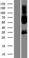 SH2D4B Protein - Western validation with an anti-DDK antibody * L: Control HEK293 lysate R: Over-expression lysate