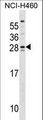 SH3BGR Antibody - SH3BGR Antibody western blot of NCI-H460 cell line lysates (35 ug/lane). The SH3BGR antibody detected the SH3BGR protein (arrow).