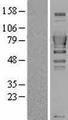 SH3BP1 Protein - Western validation with an anti-DDK antibody * L: Control HEK293 lysate R: Over-expression lysate