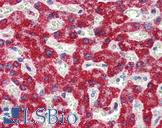 SH3BP2 Antibody - Anti-SH3BP2 antibody IHC of human liver. Immunohistochemistry of formalin-fixed, paraffin-embedded tissue after heat-induced antigen retrieval. Antibody concentration 5 ug/ml.  This image was taken for the unconjugated form of this product. Other forms have not been tested.