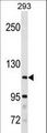 SH3BP4 Antibody - SH3BP4 Antibody western blot of 293 cell line lysates (35 ug/lane). The SH3BP4 antibody detected the SH3BP4 protein (arrow).