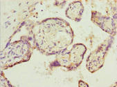 SH3GL1 / EEN Antibody - Immunohistochemistry of paraffin-embedded human placenta tissue at dilution 1:100