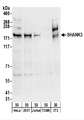 SHANK3 Antibody - Detection of Human and Mouse SHANK3 by Western Blot. Samples: Whole cell lysate (50 ug) from HeLa, 293T, Jurkat, mouse TCMK-1, and mouse NIH3T3 cells. Antibodies: Affinity purified rabbit anti-SHANK3 antibody used for WB at 0.1 ug/ml. Detection: Chemiluminescence with an exposure time of 30 seconds.
