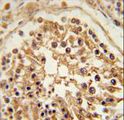 SHCBP1 Antibody - SHCBP1 Antibody immunohistochemistry of formalin-fixed and paraffin-embedded human testis tissue followed by peroxidase-conjugated secondary antibody and DAB staining.