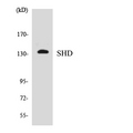 SHD Antibody - Western blot analysis of the lysates from HepG2 cells using SHD antibody.
