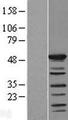SHD Protein - Western validation with an anti-DDK antibody * L: Control HEK293 lysate R: Over-expression lysate