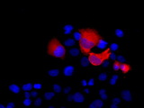 SHH / Sonic Hedgehog Antibody - Anti-SHH mouse monoclonal antibody  immunofluorescent staining  (Red) of COS7 cells transiently transfected by pCMV6-ENTRY SHH.