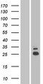 SHISA5 / SCOTIN Protein - Western validation with an anti-DDK antibody * L: Control HEK293 lysate R: Over-expression lysate