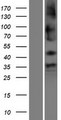 SHISA9 Protein - Western validation with an anti-DDK antibody * L: Control HEK293 lysate R: Over-expression lysate