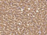 SHMT / SHMT1 Antibody - Immunochemical staining of human SHMT1 in human liver with rabbit polyclonal antibody at 1:100 dilution, formalin-fixed paraffin embedded sections.