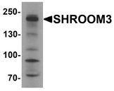 SHROOM3 Antibody - Western blot analysis of SHROOM3 in SK-N-SH cell lysate with SHROOM3 antibody at 1 ug/ml.