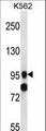 SIDT1 Antibody - SIDT1 Antibody western blot of K562 cell line lysates (35 ug/lane). The SIDT1 antibody detected the SIDT1 protein (arrow).