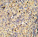 SIGLEC12 Antibody - Formalin-fixed and paraffin-embedded human spleen tissue reacted with SIGLEC12 Antibody , which was peroxidase-conjugated to the secondary antibody, followed by DAB staining. This data demonstrates the use of this antibody for immunohistochemistry; clinical relevance has not been evaluated.