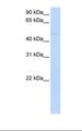 SIGLEC7 / CD328 Antibody - Jurkat cell lysate. Antibody concentration: 1.0 ug/ml. Gel concentration: 12%.  This image was taken for the unconjugated form of this product. Other forms have not been tested.