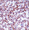 SIGLEC8 Antibody - SIGLEC8 Antibody immunohistochemistry of formalin-fixed and paraffin-embedded human liver tissue followed by peroxidase-conjugated secondary antibody and DAB staining.