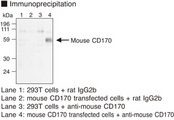 Siglece Antibody