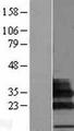 SIGLECL1 Protein - Western validation with an anti-DDK antibody * L: Control HEK293 lysate R: Over-expression lysate