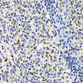 SIP1 Antibody - Immunohistochemistry of paraffin-embedded mouse lymph gland tissue.