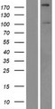 SIPA1L2 Protein - Western validation with an anti-DDK antibody * L: Control HEK293 lysate R: Over-expression lysate
