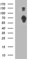SIRPA / CD172a Antibody - HEK293T cells were transfected with the pCMV6-ENTRY control (Left lane) or pCMV6-ENTRY SIRPA (Right lane) cDNA for 48 hrs and lysed. Equivalent amounts of cell lysates (5 ug per lane) were separated by SDS-PAGE and immunoblotted with anti-SIRPA.