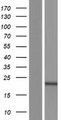 SIRPD Protein - Western validation with an anti-DDK antibody * L: Control HEK293 lysate R: Over-expression lysate