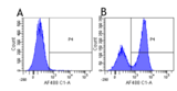 SIRPG Antibody - Flow-cytometry on human lymphocytes.
