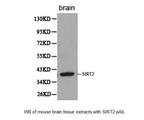SIRT2 / Sirtuin 2 Antibody - Western blot of mouse brain tissue extracts with SIRT2 / Sirtuin 2 Antibody.