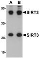 SIRT3 / Sirtuin 3 Antibody - Western blot analysis of SIRT3 in mouse heart tissue lysate with SIRT3 antibody at (A) 1 and (B) 2 ug/ml.