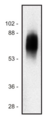 SIT1 Antibody - Western blot of human Jurkat T cell line lysate (1% laurylmaltoside); non-reduced sample, immunostained by mAb SIT-01  and goat anti-mouse IgG (H+L)-HRP conjugate.
