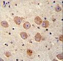 SKOR2 Antibody - FUSSEL18 Antibody immunohistochemistry of formalin-fixed and paraffin-embedded human brain tissue followed by peroxidase-conjugated secondary antibody and DAB staining.