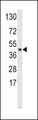 SKP2 Antibody - Western blot of SKP2 Antibody in HeLa cell line lysates (35 ug/lane). SKP2 (arrow) was detected using the purified antibody.