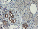 SLA2 / SLAP2 Antibody - IHC of paraffin-embedded Human pancreas tissue using anti-SLA2 mouse monoclonal antibody. (Heat-induced epitope retrieval by 10mM citric buffer, pH6.0, 100C for 10min).