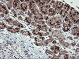 SLA2 / SLAP2 Antibody - IHC of paraffin-embedded Human pancreas tissue using anti-SLA2 mouse monoclonal antibody. (Heat-induced epitope retrieval by 10mM citric buffer, pH6.0, 100C for 10min).