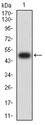 SLAMF8 Antibody - Western blot analysis using CD353 mAb against human CD353 (AA: extra 23-233) recombinant protein. (Expected MW is 49.3 kDa)