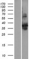 SLBP Protein - Western validation with an anti-DDK antibody * L: Control HEK293 lysate R: Over-expression lysate