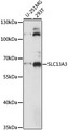 SLC13A3 Antibody - Western blot analysis of extracts of various cell lines, using SLC13A3 antibody at 1:1000 dilution. The secondary antibody used was an HRP Goat Anti-Rabbit IgG (H+L) at 1:10000 dilution. Lysates were loaded 25ug per lane and 3% nonfat dry milk in TBST was used for blocking. An ECL Kit was used for detection and the exposure time was 5s.