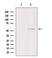 SLC16A5 / MCT5 Antibody - Western blot analysis of extracts of mouse brain tissue using MOT6 antibody. Lane 1 was treated with the blocking peptide.