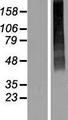 SLC17A2 Protein - Western validation with an anti-DDK antibody * L: Control HEK293 lysate R: Over-expression lysate