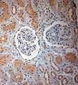 SLC17A3 Antibody - Rabbit antibody to SLC17A3 (2-50). IHC-P on paraffin sections of human kidney. HIER: Tris-EDTA, pH 9 for 20 min using Thermo PT Module. Blocking: 0.2% LFDM in TBST filtered through a 0.2 micron filter. Detection was done using Novolink HRP polymer from Leica following manufacturers instructions. Primary antibody: dilution 1:1000, incubated 30 min at RT using Autostainer. Sections were counterstained with Harris Hematoxylin.