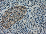 SLC18A2 / VMAT2 Antibody - IHC of paraffin-embedded pancreas tissue using anti-SLC18A2 mouse monoclonal antibody. (Dilution 1:50).