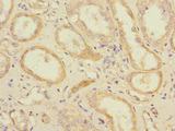 SLC1A7 / EAAT5 Antibody - Immunohistochemistry of paraffin-embedded human kidney tissue at dilution 1:100