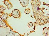 SLC20A2 / PIT2 Antibody - Immunohistochemistry of paraffin-embedded human placenta using antibody at 1:100 dilution.