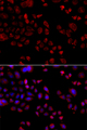 SLC22A11 Antibody - Immunofluorescence analysis of A549 cells.