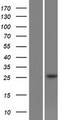 SLC22A18AS Protein - Western validation with an anti-DDK antibody * L: Control HEK293 lysate R: Over-expression lysate