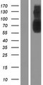SLC22A23 Protein - Western validation with an anti-DDK antibody * L: Control HEK293 lysate R: Over-expression lysate